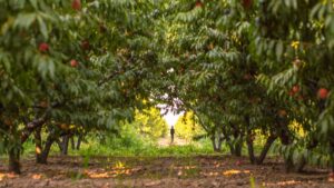 Man walking through peach orchard.